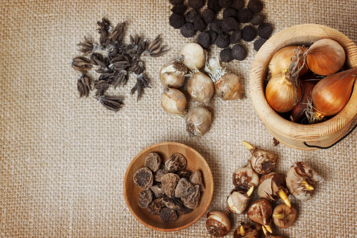 Jesienne sadzenie cebulek: Przygotuj ogród na wiosenne kwitnienie