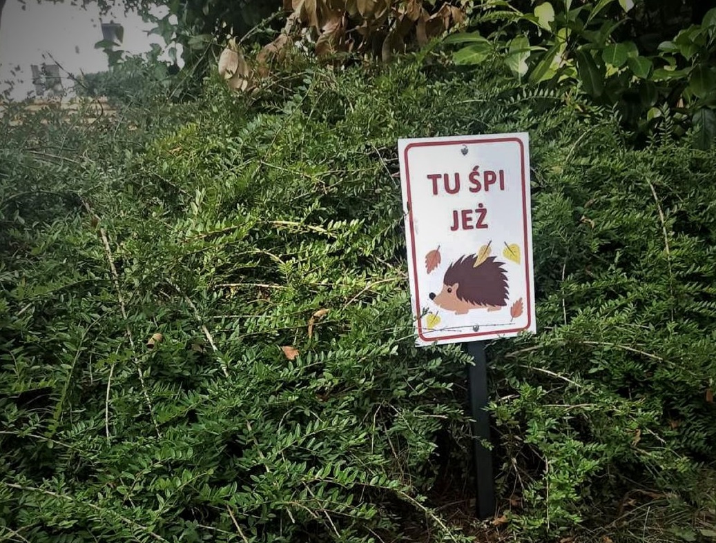 Gliwickie jeże mają swoje domki. Teraz czas na nietoperze!