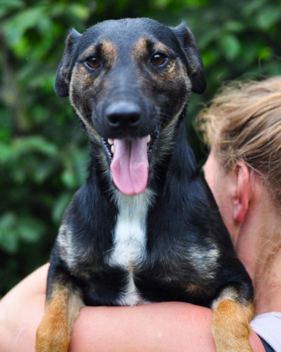 Przed nami wrześniowy Bieg na 6 łap! Zwierzaki ze schroniska czekają na Was