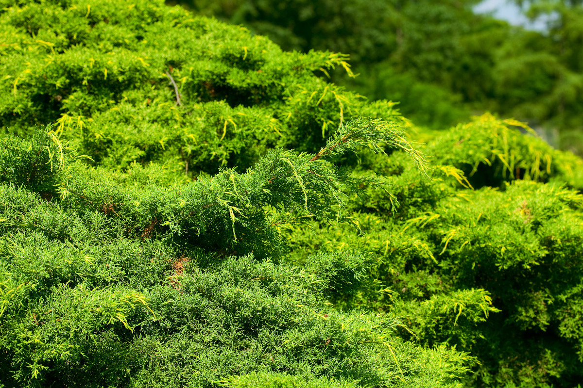 Jak dbać o tuje? Wybór najlepszych nawozów do tui