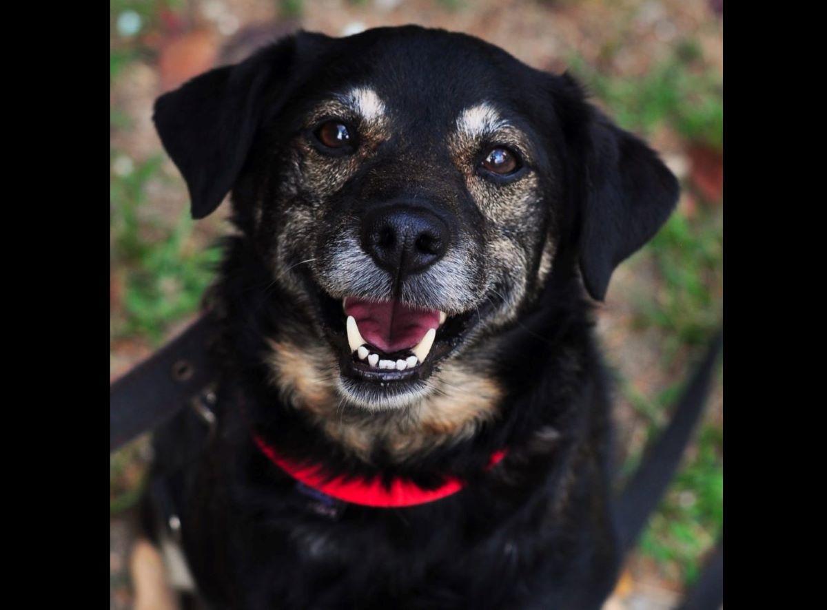 Przed nami charytatywny fitness dla schroniska!