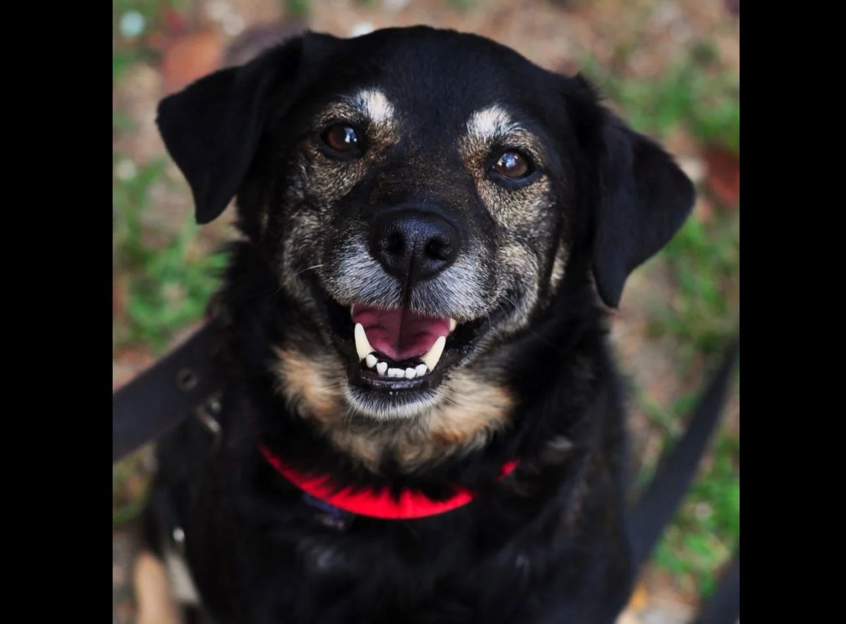 Przed nami charytatywny fitness dla schroniska!