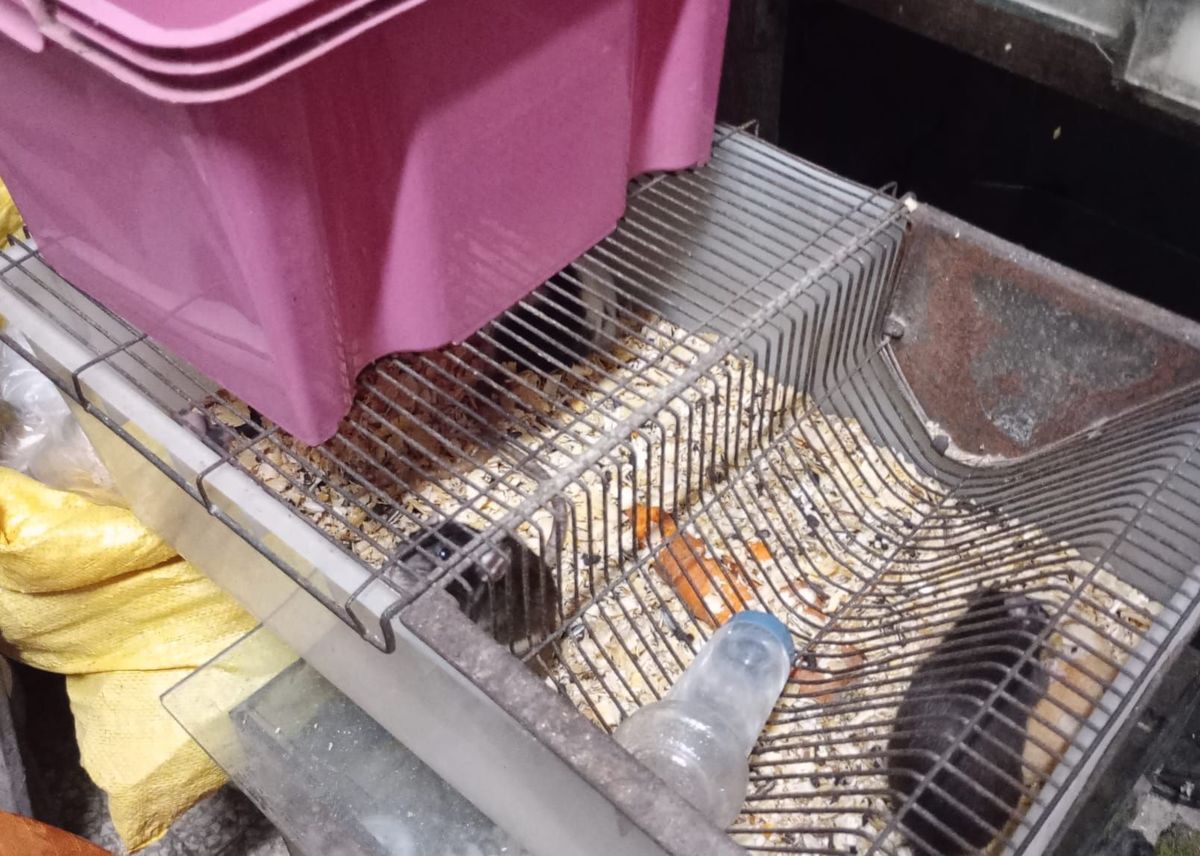 Skandal w bytomskim sklepie zoologicznym – zwierzęta przetrzymywane w tragicznych warunkach