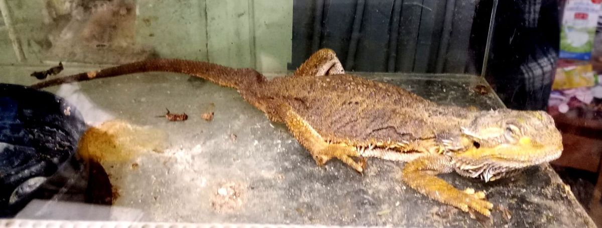 Skandal w sklepie zoologicznym: Zwierzęta trzymane w skandalicznych warunkach