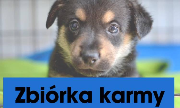 Pomóżmy zwierzętom, które ucierpiały podczas powodzi! Ruszyła zbiórka karmy