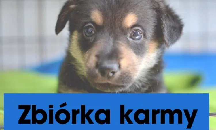 Pomóżmy zwierzętom, które ucierpiały podczas powodzi! Ruszyła zbiórka karmy