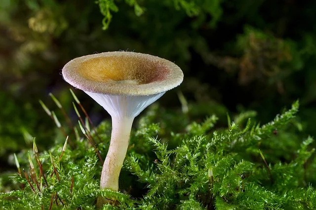 Przed nami Dzień Grzybów. Święto różnorodności i ekologii w Śląskim Ogrodzie Botanicznym