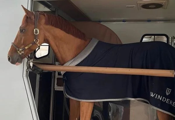 Międzynarodowy i krajowy transport koni