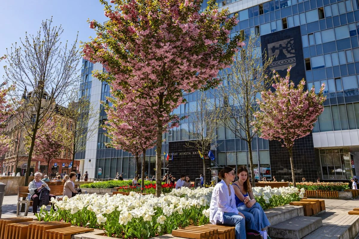 Katowice: 81% wniosków przeszło pozytywną weryfikację – Zielony Budżet 2024