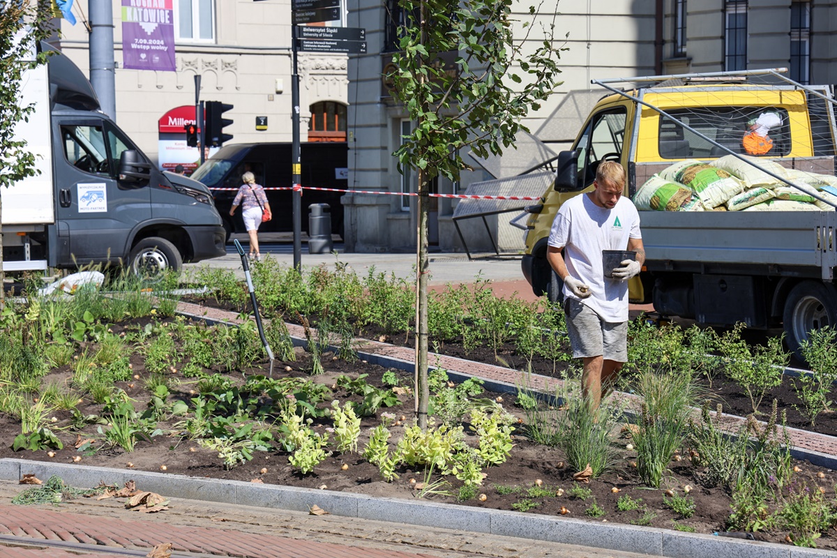 Zieleń zamiast kostki brukowej – Katowice inwestują w ekologię