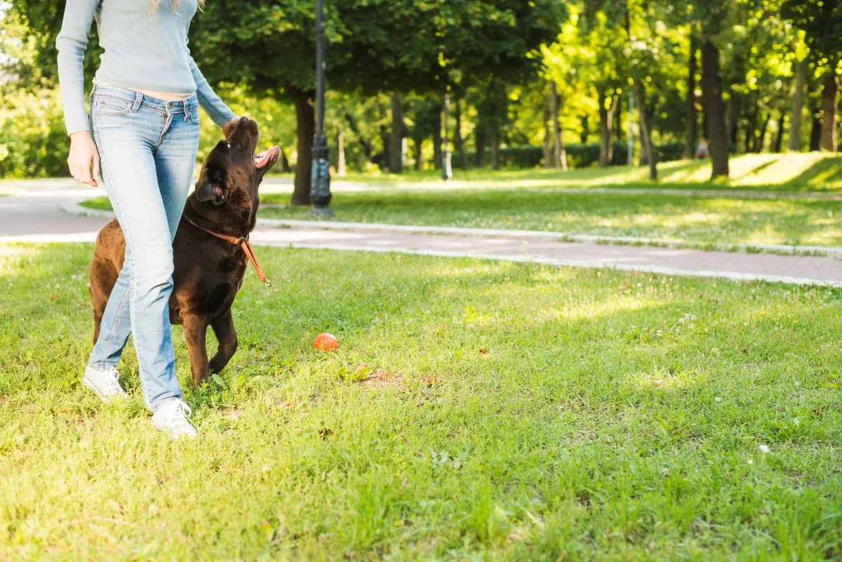 8. Katowicki Dzień Psiaka – już w tę niedzielę!