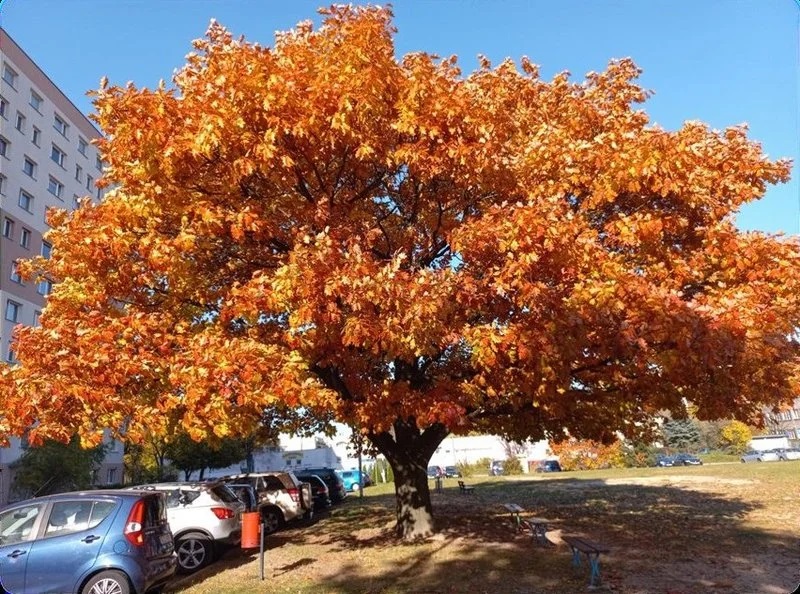 Światowy Dzień Drzewa w Żorach. Bezpłatne warsztaty dla mieszkańców