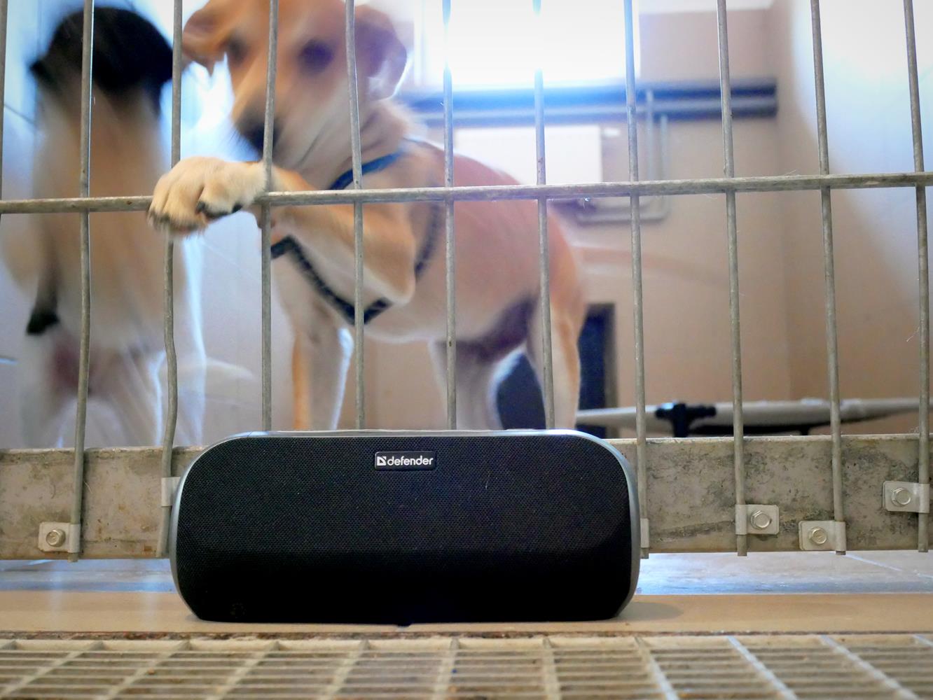 Schronisko z muzykoterapią dla zwierząt. Chorzów jednym z pionierów