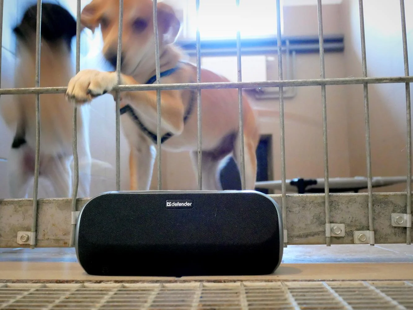 Schronisko z muzykoterapią dla zwierząt. Chorzów jednym z pionierów