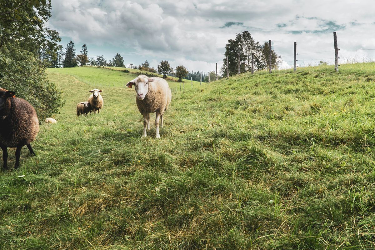 Hotel w Wiśle. Odkryj urok Beskidów i zrelaksuj się w komfortowych warunkach