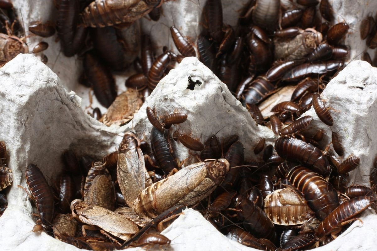 Kiedy warto przeprowadzić dezynsekcję? Skuteczna walka z insektami w domu i firmie