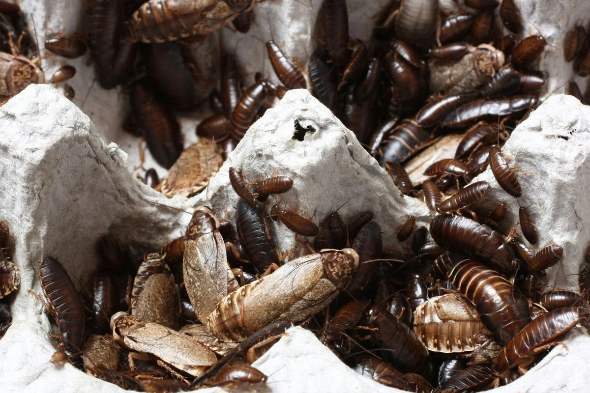 Kiedy warto przeprowadzić dezynsekcję? Skuteczna walka z insektami w domu i firmie