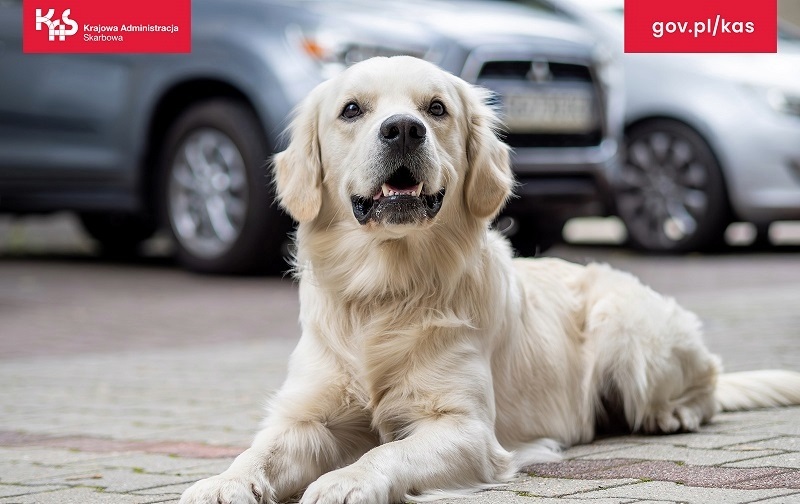 Operacja KAS w Zabrzu. Pies policyjny wywęszył niemal 1 kg suszu THC z Tajlandii