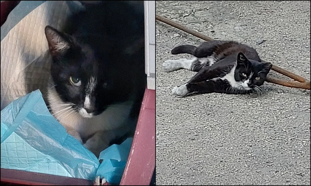 Zwierzęta zakładowe, czyli Józek kolejarz i Zula z huty 