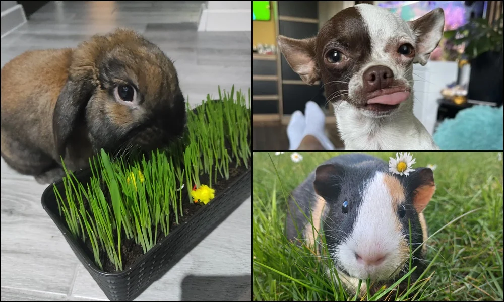 4 października obchodziliśmy Światowy Dzień Zwierząt. Oto pupile naszych Czytelników