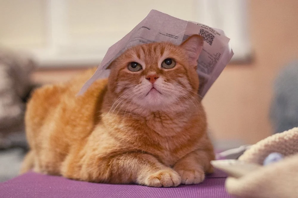 Każdy z nas może zostać kocim patronem!