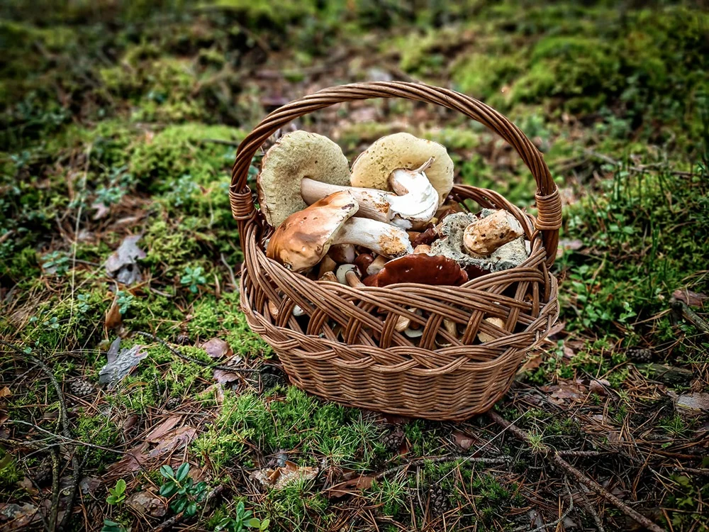 Grzybowe zbiory pełne pasji – zobaczcie zdjęcie naszych Czytelników!