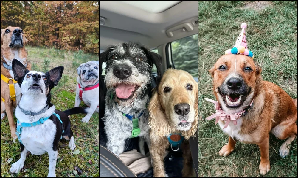 Kundelki rządzą! Zobaczcie zdjęcia czworonożnych przyjaciół naszych Czytelników