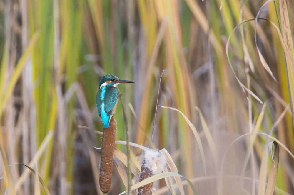 Ruda Śląska: Jesienne spacery po urokliwym lesie