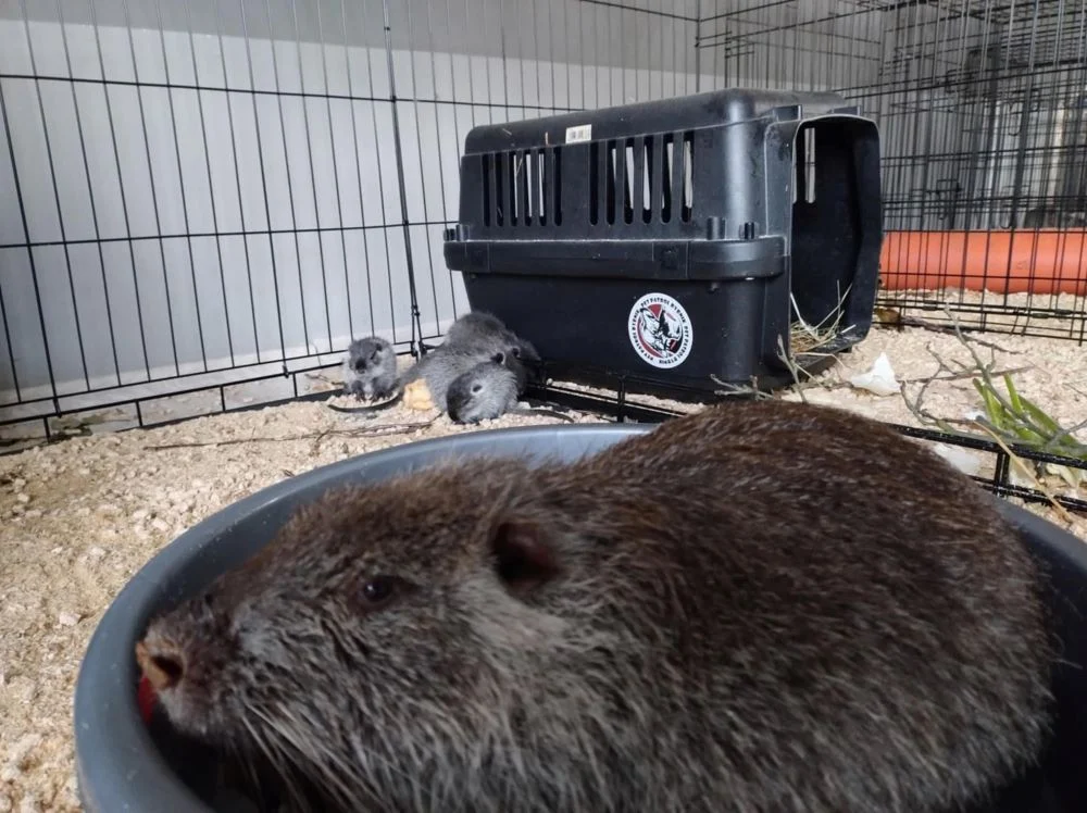 Akcja odławiania nutrii w Rybniku. Mamy komentarz urzędu!