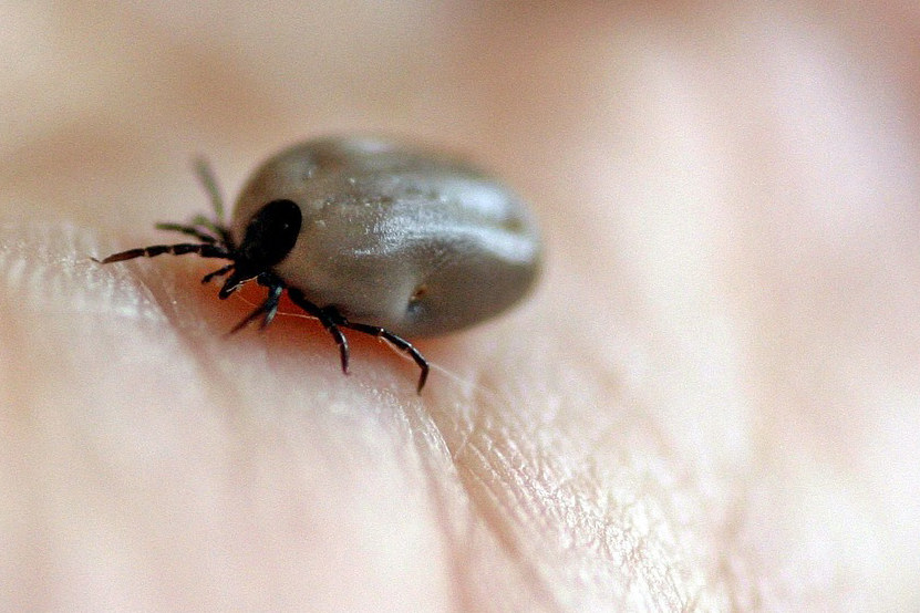 Pyskowiczanie będą mogli wykonać bezpłatne badania diagnostyczne w kierunku boreliozy