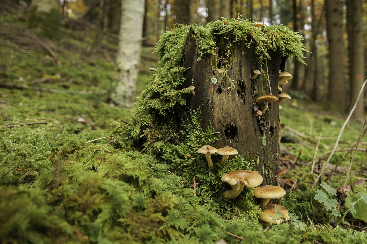 Bądźmy ostrożni podczas grzybobrania. Na zalesionych terenach, łatwo można się zgubić!