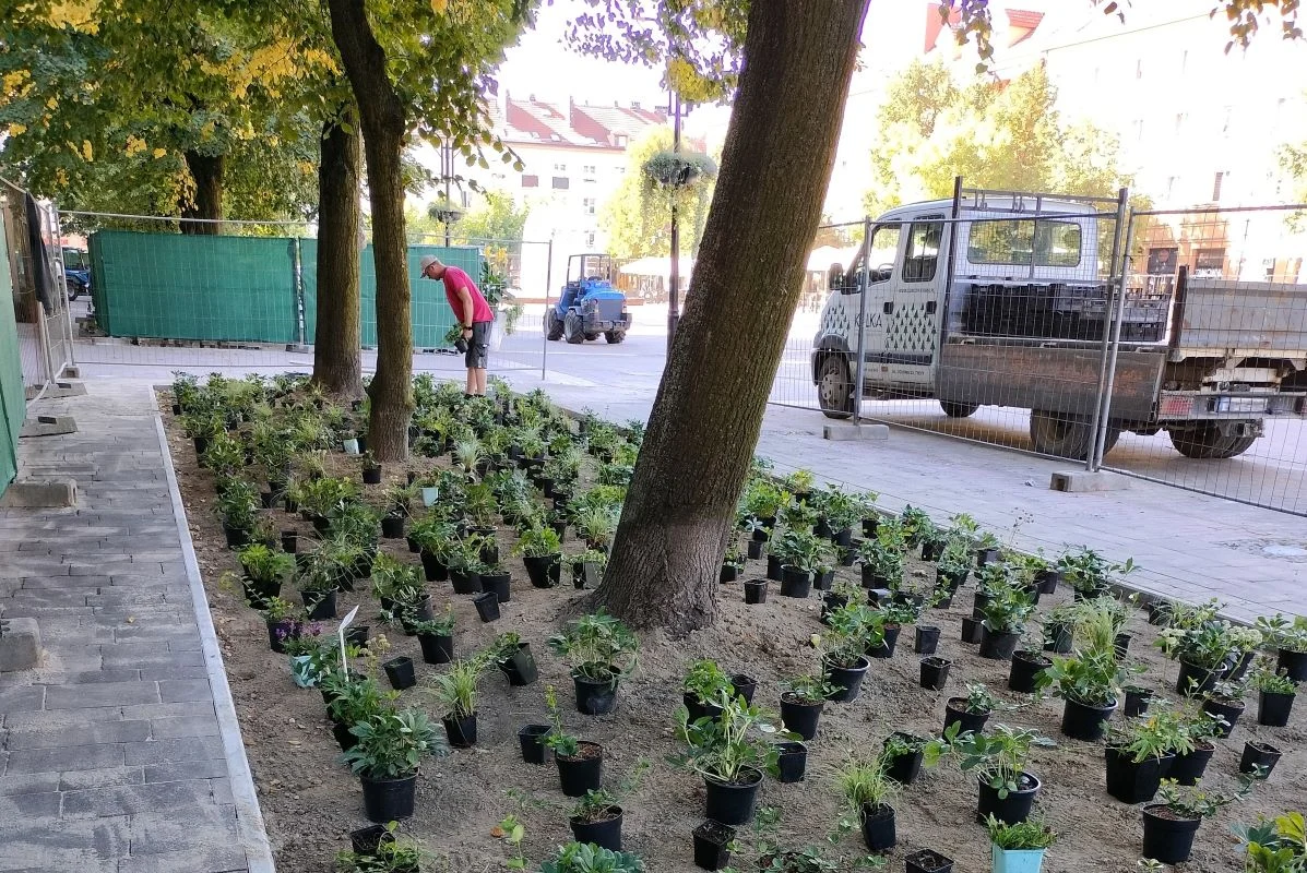 Plac Baczyńskiego z nowym obliczem – więcej drzew, chłodniejszy mikroklimat