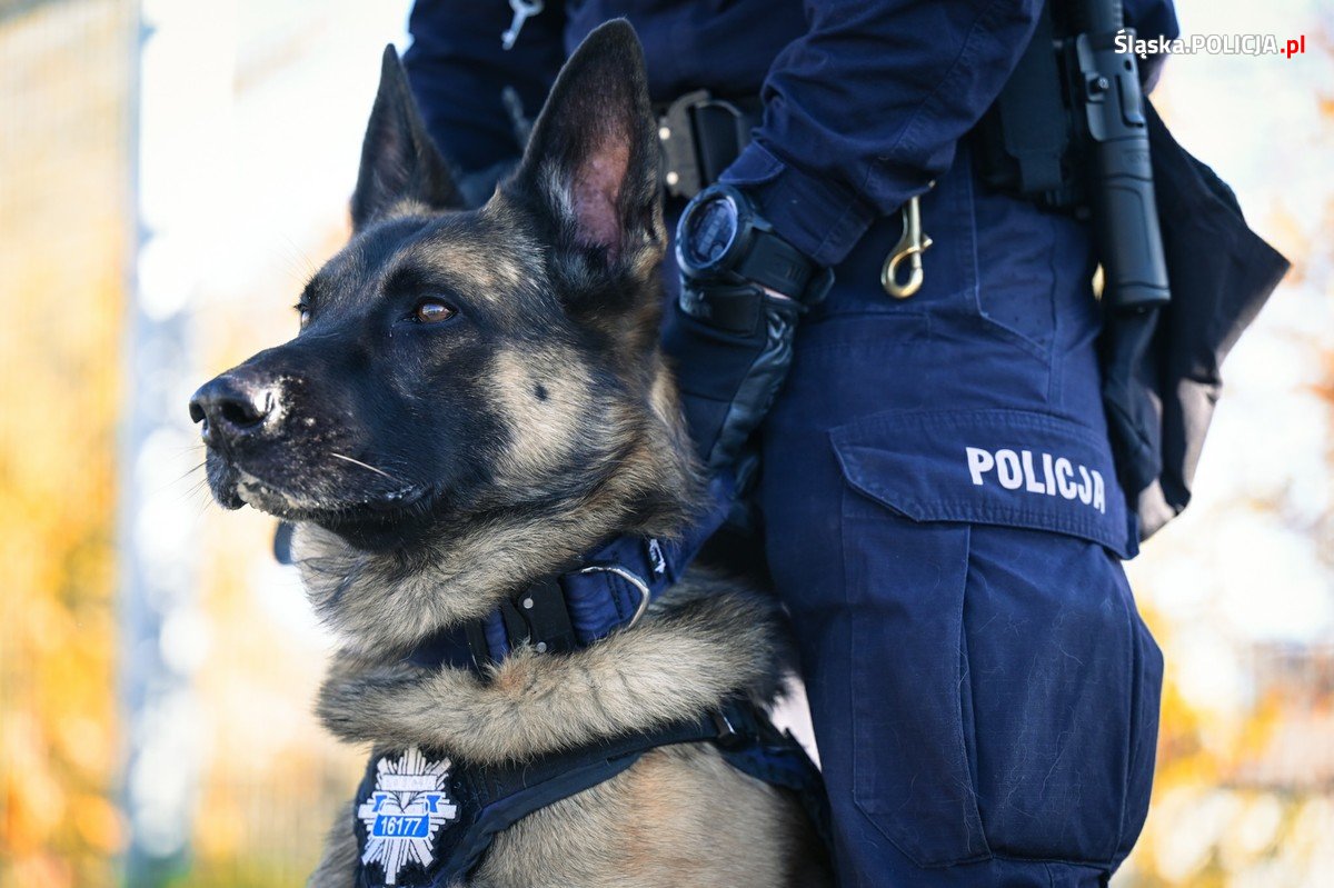 Policyjni czworonodzy: niezastąpieni partnerzy w walce o bezpieczeństwo!