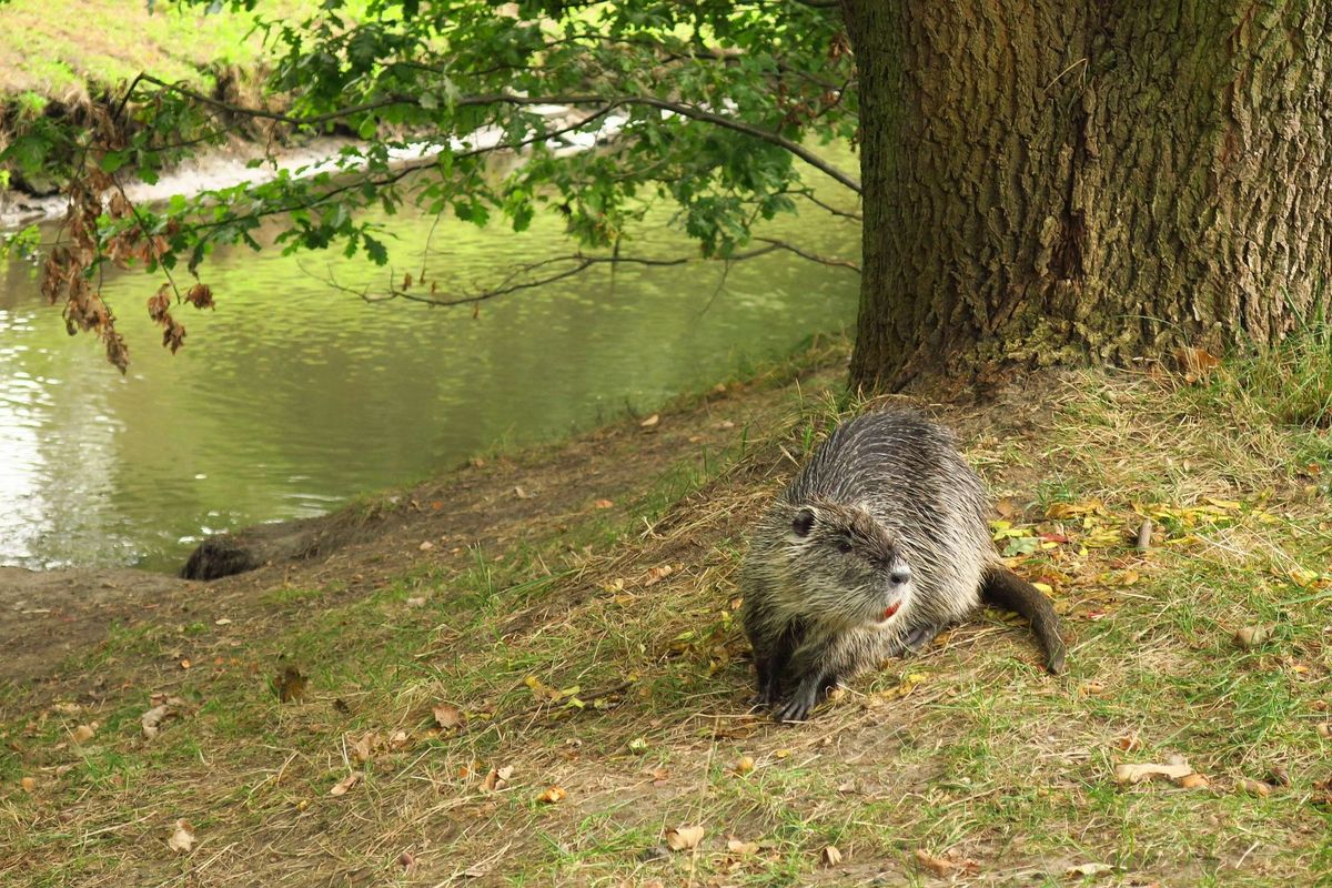 Ostatni krok do azylu dla nutrii – formalności na finiszu