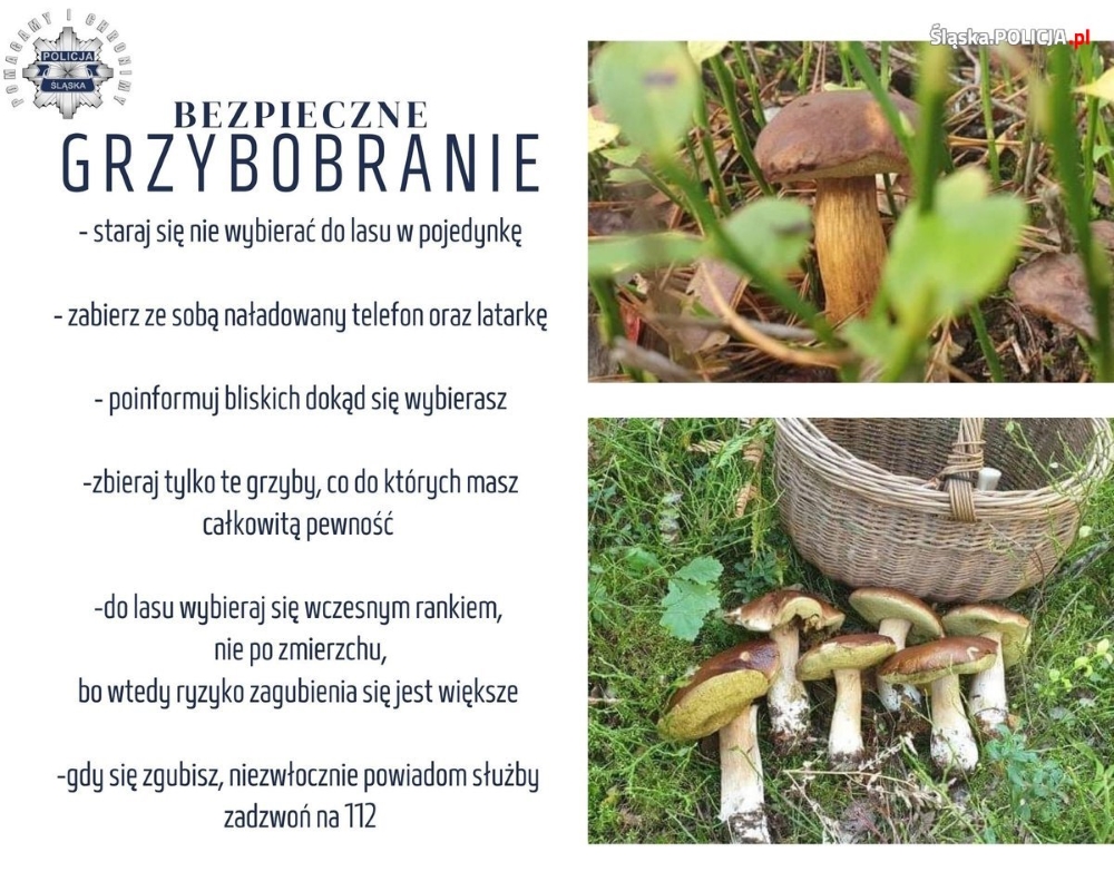 Bezpieczne grzybobranie – zasady, o których warto pamiętać