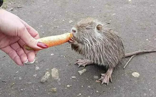 Najpierw maskotka, teraz szkodnik. Rybnik planuje mord na nutriach