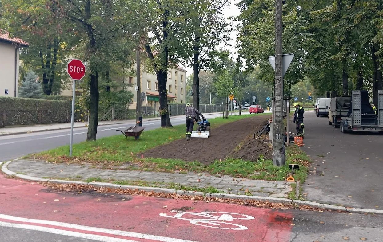 Wiosną przy ul. Mickiewicza zakwitną nowe rośliny! Rozpoczęto przygotowywanie podłoża
