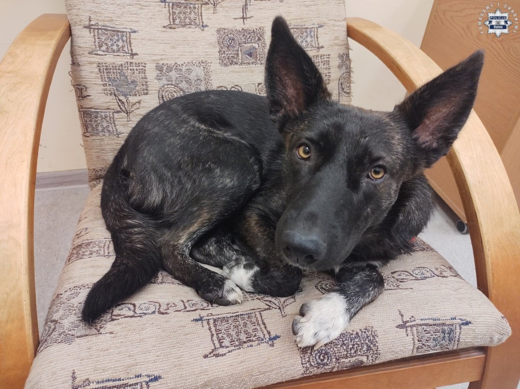 Poszukiwany właściciel czworonoga – pies w różowych szelkach znalazł schronienie