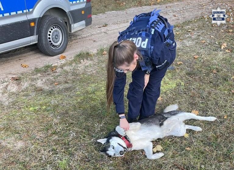 4 października – Światowy Dzień Zwierząt: obowiązki właścicieli zwierząt pod lupą policji