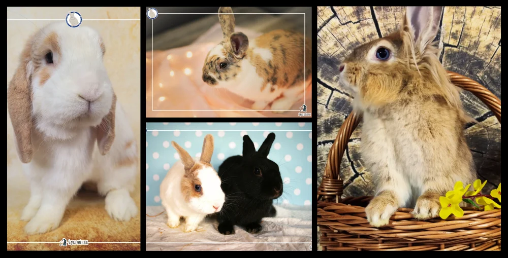 Wywiad z Justyną Mostek: Śląski Króliczok centrum adopcyjne, które zmienia życie królików