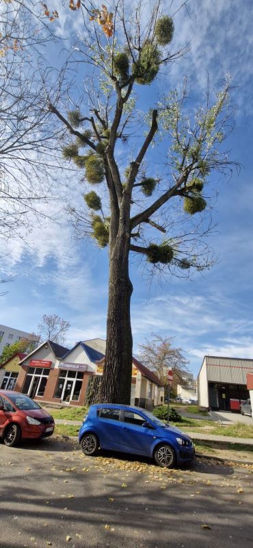 Utrudnienia na ul. Reptowskiej: wycinka obumarłego drzewa w Miechowicach