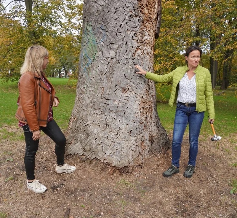 Światowy Dzień Drzewa 10