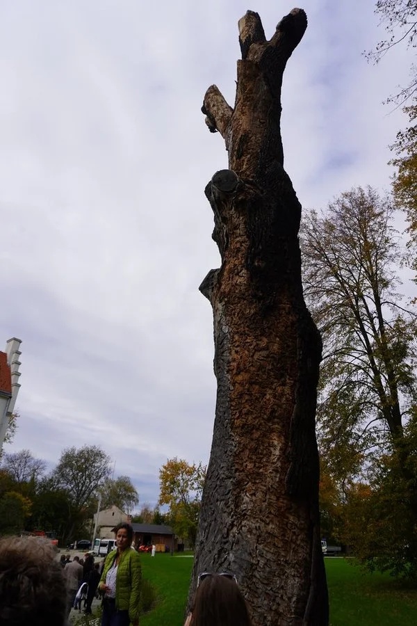 Światowy Dzień Drzewa 15