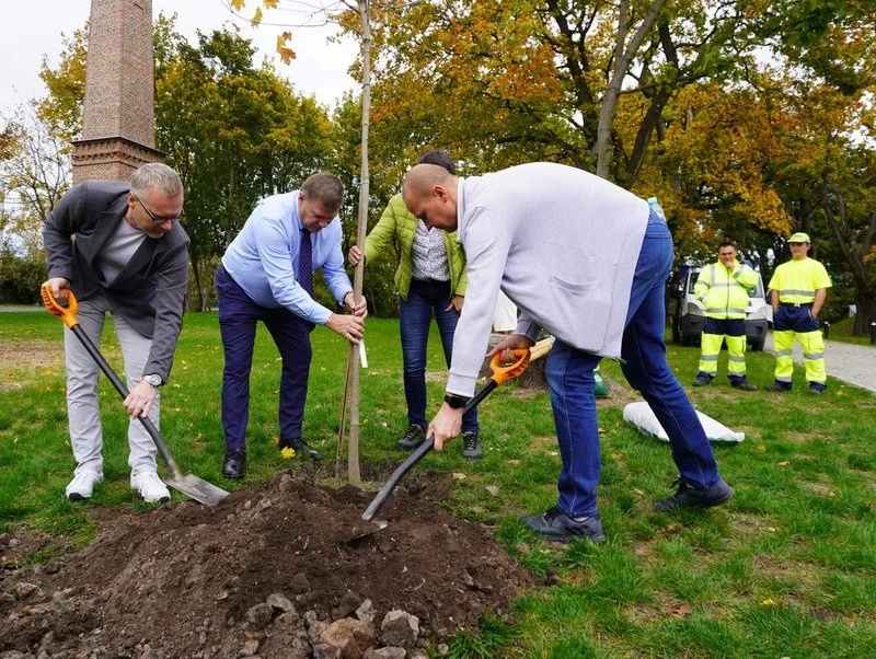 Światowy Dzień Drzewa 17