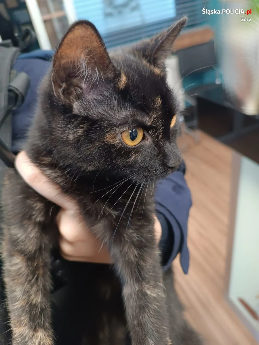 Zwierzę to nie zabawka