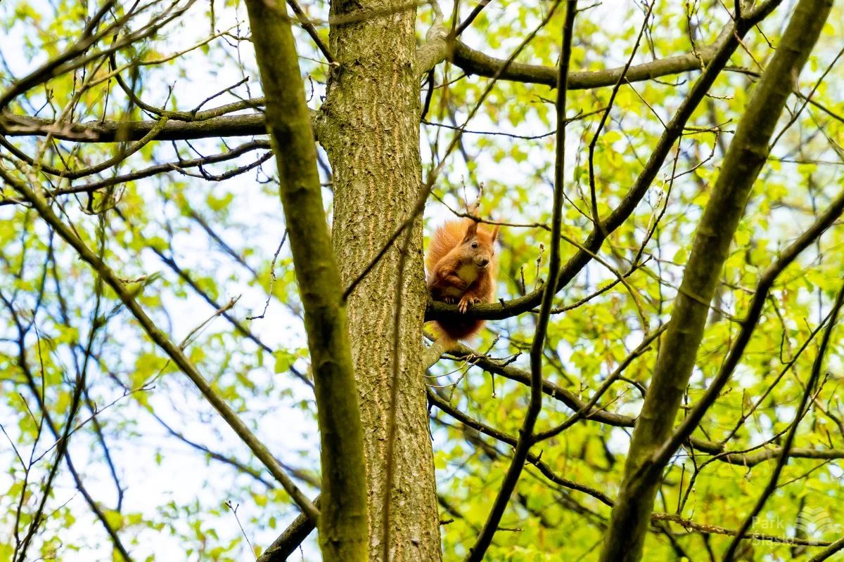 Rodzinny wieczór przygód w Parku Śląskim – dołącz do "Poszukiwania Wiewiórki Basi"!
