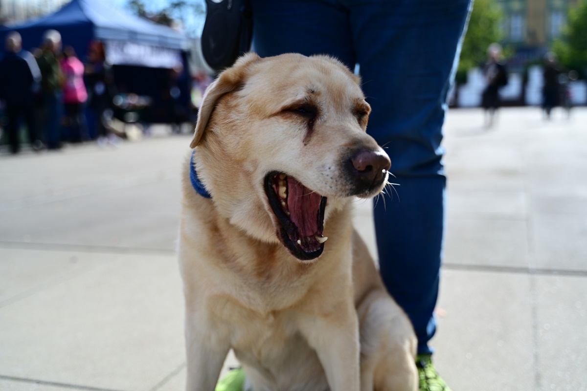 Miłośnicy zwierząt bawili się na Zwierzotece!