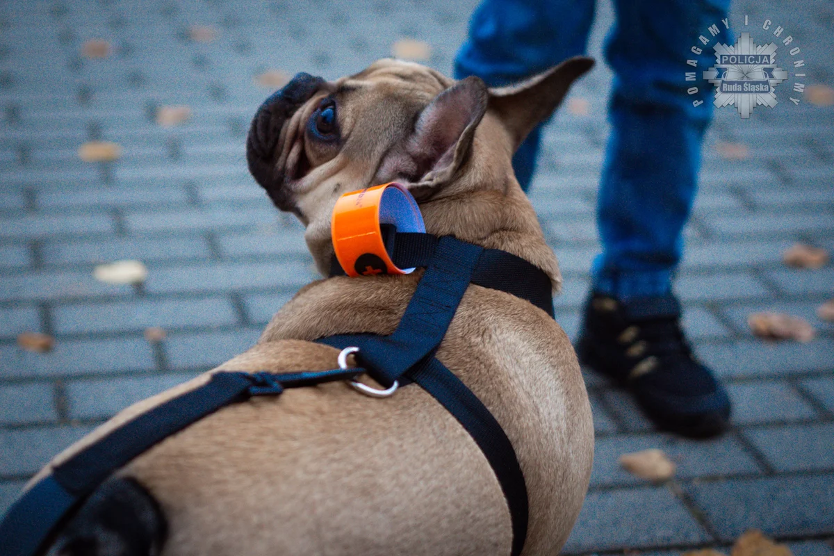 Ruda Śląska świeci przykładem. Trwa akcja "Świeć przykładem – noś odblaski"