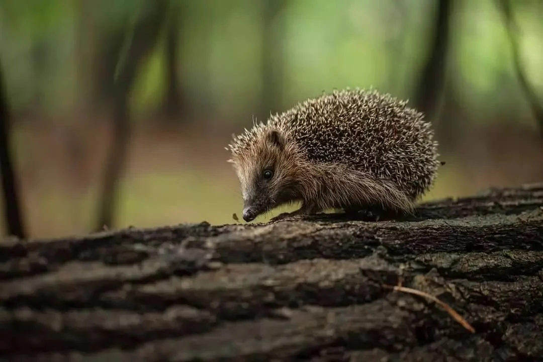 Uczniowie III LO po raz kolejny wspierają Leśne Pogotowie. Przed nami II Dzień Jeża