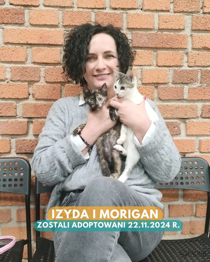 adopcje 8